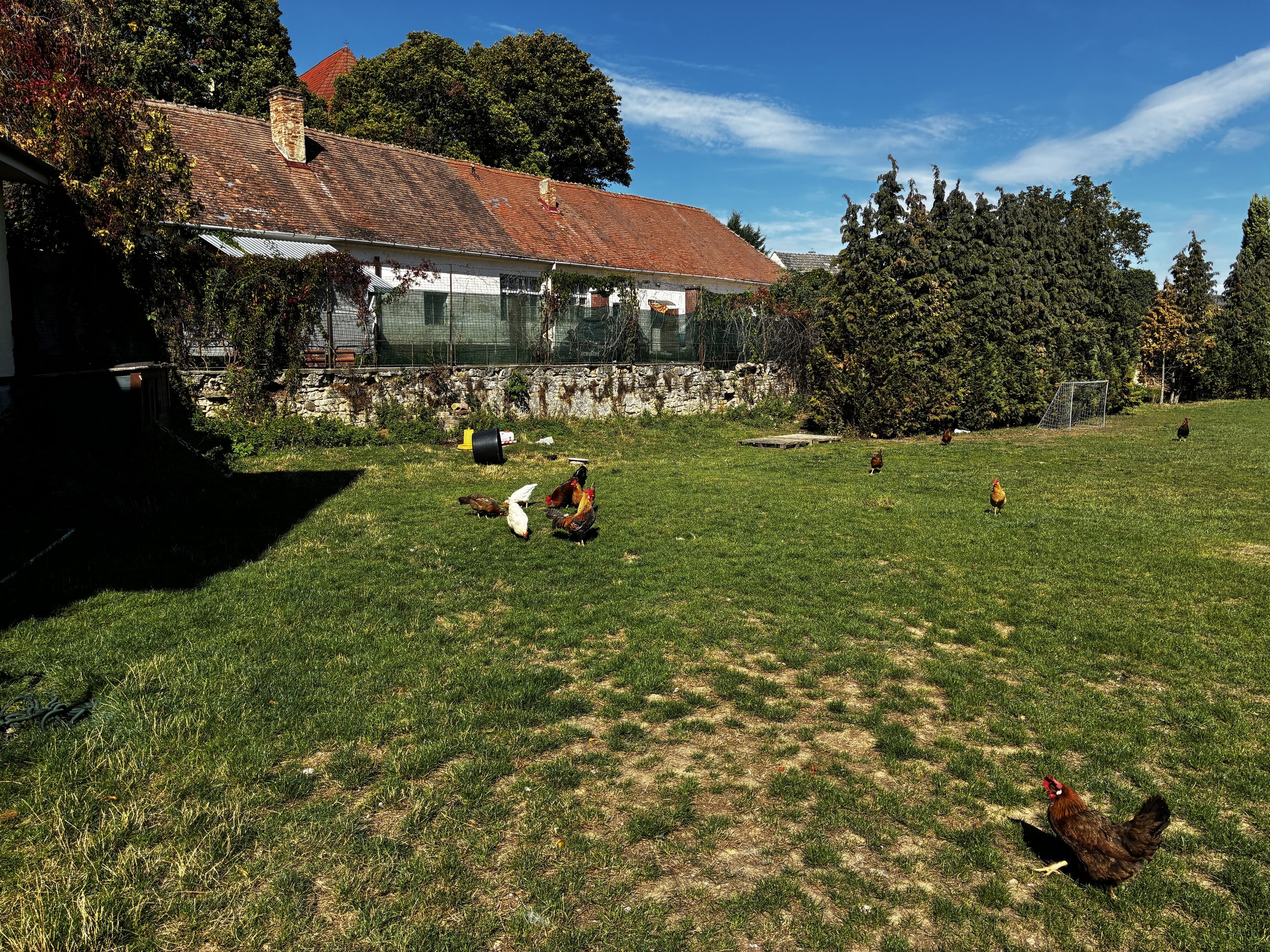 Farské sliepky 🐔